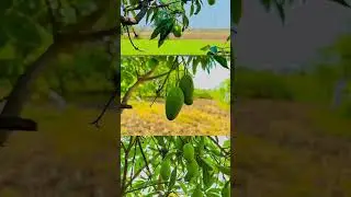 #photooftheday #keepsupporting #viralvideo