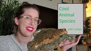 Eastern Narrow-mouthed Toad - Cool Animal Species with Caitlyn