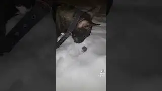 Петя и мышь 