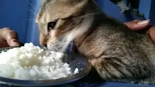Hungry Cat sounds like I want food | Cat feeding | Hungry Cat | Feeding | Cute Sound 😽😻