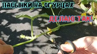 Нормировка пасынками куста огурца для высокого урожая. Что делать с пасынками на огурце.#огурцы