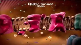Osmosis | Cellular Respiration | Mitochondria | Glycolysis | ATP | ETC | Proteins