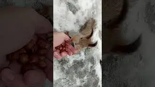 Белка пришла покушать