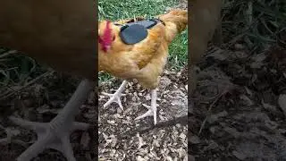 Making an armored suit for my free range chicken. #chickenlife #predator #armor #freerangechickens