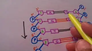 DNA and its structural properties