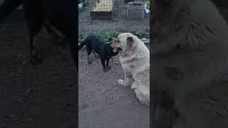 Дедуля поиграй!