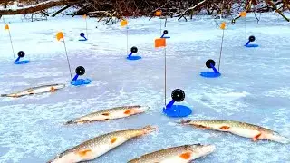 HOT FISHING WITH TIP-UPS. FIRST ICE