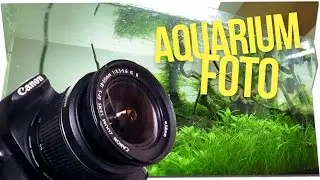 AQUARIUM richtig FOTOGRAFIEREN | Tutorial | GarnelenTv