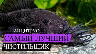 Сверхмощные и Стильные Аквариумные Чистильщики: Анциструсы-Прилипалы!