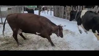 Прогулка коров Генеральная уборка НАДО побелить