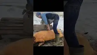 ускоренная версия для не терпеливых, полная версия на канале