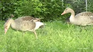 Дикие серые гуси и утки кряквы на прогулке (Anser anser, Anas platyrhynchos)