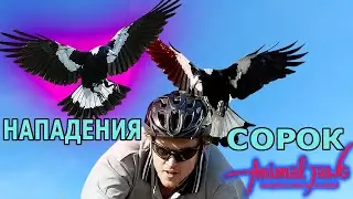 Magpies attacks on people
