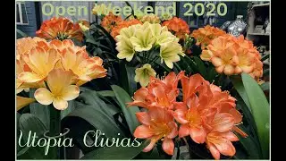 Utopia Clivias Open days 2020