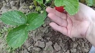 сорт 