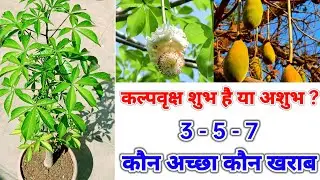 कल्पवृक्ष क्या है | कल्पवृक्ष शुभ है या अशुभ | 3-5-7 पत्तियों में कौनसा अच्छा कौन खराब  #kalpvriksh