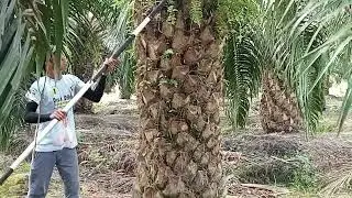 Pagi yang cerah mulai potong buah sawit matang