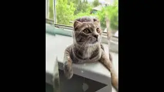 кот обормот второй #cat #music #кот #shorts