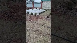 Укрыла Розы на зиму.