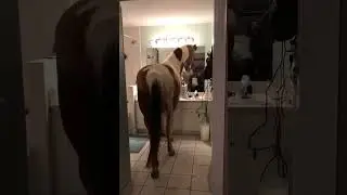 Horse walks right into someone’s house