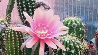 Кактусное хобби...
