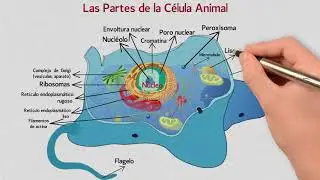Las Partes de la Célula Animal | Núcleo, Citoplasma, Membrana