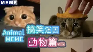 搞笑動物迷因合輯 | Funny  Animal Memes V12  | 貓搞笑 | 狗搞笑 | 動物搞笑 | 貓影片 | 吸貓 | 貓咪 | 這貓搞什麼