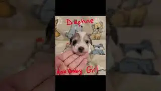 13 Super Cute Puppies