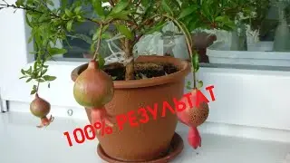 100% EASY WAY to Grow a Pomegranate from a Seed