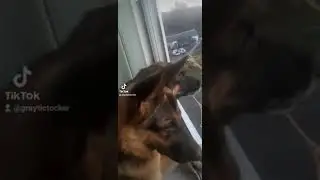 Любимые немецкие овчарки