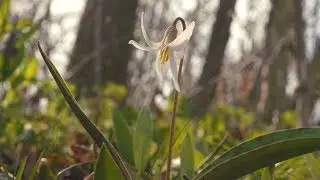 Trout Lily Appreciation