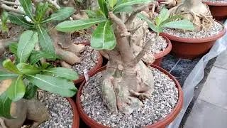 Adeniums and cacti. A visit to Matthias Ullig's cactus greenhouses. What did I buy?