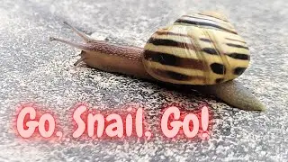 The Land Snail | Blue Mountains' Slowest Resident in a Spiral Shell 🐌