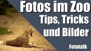 Tips für Fotos im Zoo