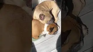Отак після лісу!  #собаки #bulldog #домашниепитомцы
