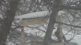 ЗИМОВИЙ СНІДАНОК ПТАХІВ
