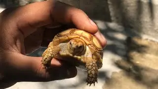 Hoy Vamos A Bañar A Nuestra Tortuga Sulcata || Today we are going to bathe our Sulcata tortoise