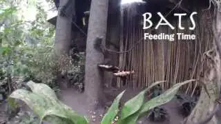 Cute Fruit Bats at Feeding Time