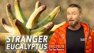 EUC2020 - The Strangest