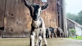 Triplet goat kids play king of the mountain