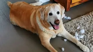 Conversation with my dog - Gesprek met mijn hond (LOL)