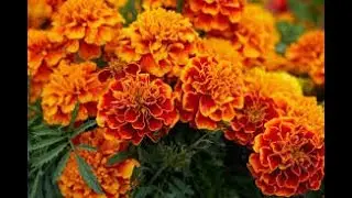 Marigold (Acoustic Verision)