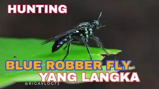 HUNTING MACRO PHOTOGRAPHY I BLUE ROBBER FLY LANGKA
