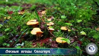 Селигер 2018. Рыбалка, отдых.