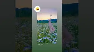 ромашковые поля в Крыму.