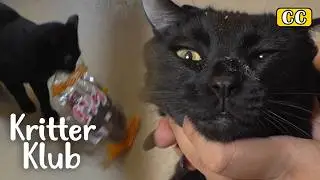 Black Cat Obsessed With Food Is... I Kritter Klub