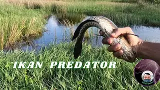UMPAN BAGUS MANCING IKAN PREDATOR