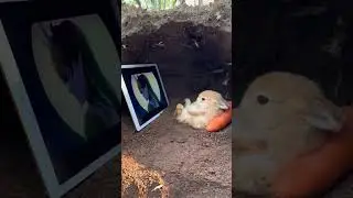 Кролик смотрит аниме.