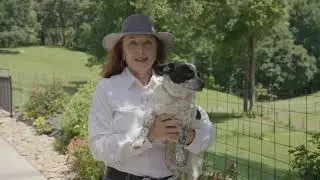 Blue Dog Academy Introduction