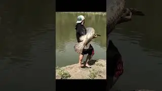 How do you catch big fish #shorts #viral #video